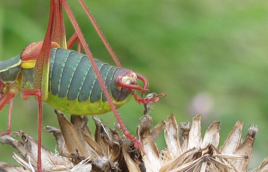 Barbitistes alpinus e Barbitistes cfr. serricauda (Phaneropteridae)